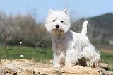 WESTIE 185